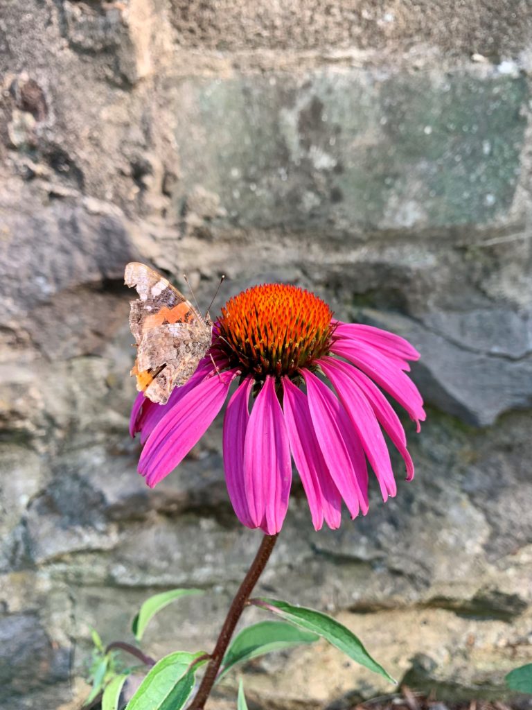 American Lady Butterfly on Purple Coneflower