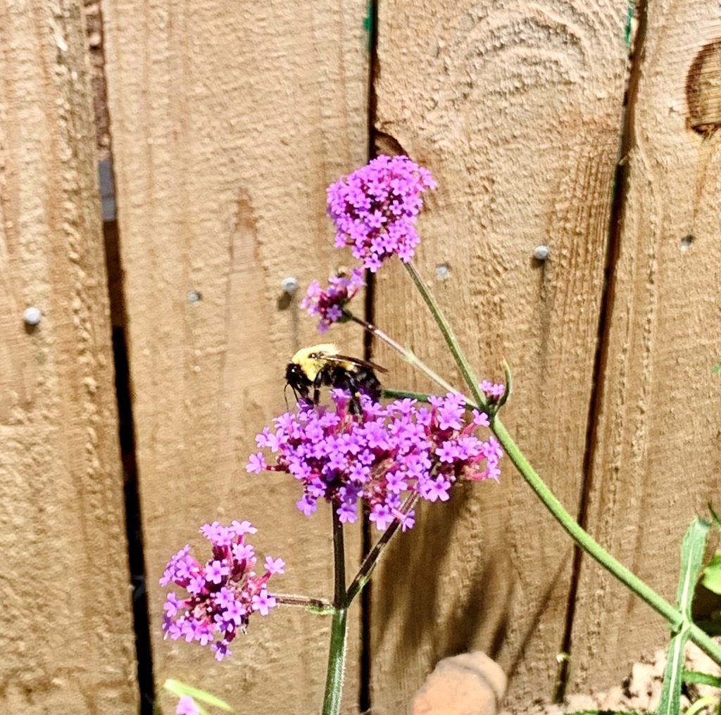 Common Eastern Bumblebee on Brazilian Verbena